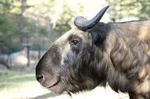 Images Dated 26th October 2011: Mishmi Takin -Budorcas taxicolor-, Bhutans national animal, portrait, Motithang Takin Preserve