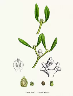 Images Dated 22nd April 2016: Misletoe plant (Viscum album) scientific illustration