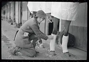 Bien Hoa Prints: Miss Hirsh wrapping bandages on horse's leg