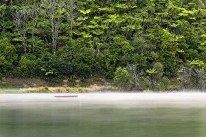 Images Dated 9th January 2013: Mist over Lake Tikitapu in the morning, Bay of Plenty Region, New Zealand