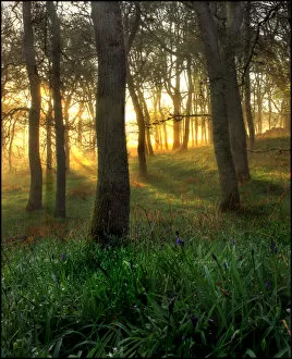 Mist in oak forest