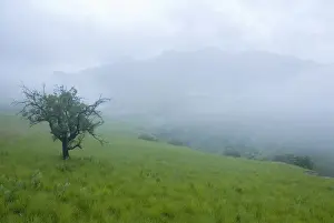 Magi Prints: Mist Settling Over the Ndedema Gorge