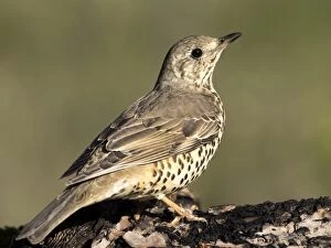 Images Dated 6th November 2016: Mistle Thrush (Turdus viscivorus), standing on a branch of tree. Spain, Europe