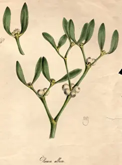 Mistletoe