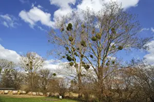 Mistletoe Prints: Mistletoe -Viscum album- growing in Poplar Trees -Populus