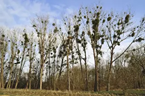 Mistletoe Prints: Mistletoe -Viscum album- growing in Poplar Trees -Populus
