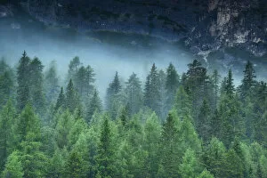 Images Dated 13th July 2016: Misty alpine forest, Dolomites