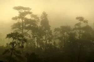 Images Dated 24th November 2011: Misty jungle at sunrise, Pang Mapha or Soppong region, Mae Hong Son province, northern Thailand