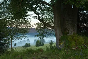 Misty morning landscape framed with a giant beech tree