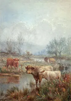 Bovine Prints: A misty morning, Scotch cattle