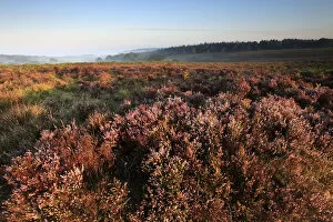 Images Dated 16th October 2014: Misty morning sunrise; Ibsley Common