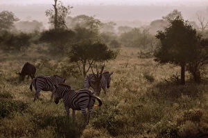 Images Dated 8th May 2014: Misty Morning With the Zebras & Wildebeest, Kruger National Park, South Africa