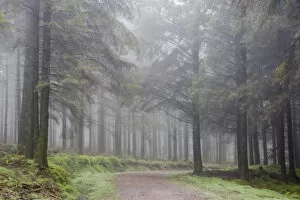 Misty path in Bellever Woods, Dartmoor, Devon, England