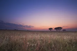 Images Dated 30th March 2014: Misty sunrise over a grassland with trees in the foreground - Ezemvelo Bronkhorstspruit South Africa