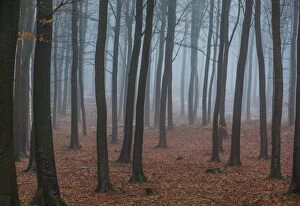 Images Dated 25th January 2016: Misty winter forest in Denmark