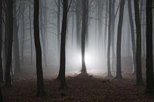 Images Dated 25th January 2016: Misty winter forest in Denmark