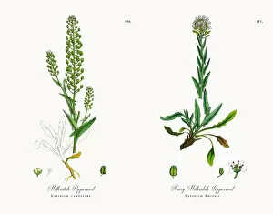 Images Dated 20th November 2017: Mithridate Pepperwort, Lepidium campestre, Victorian Botanical Illustration, 1863