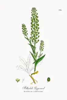Mithridate Pepperwort, Lepidium campestre, Victorian Botanical Illustration, 1863