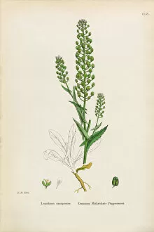 Images Dated 30th January 2017: Mithridate Pepperwort, Lepidium campestre, Victorian Botanical Illustration, 1863