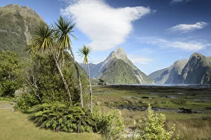 Images Dated 26th December 2011: Mitre Peak, palm group and shrubs, Fiordland, Milford Sound, South Island, New Zealand
