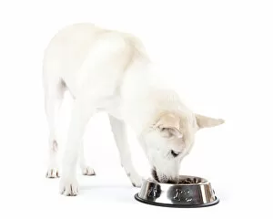 Mixed-breed dog eating from a feed bowl