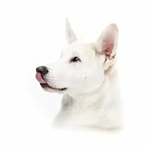 Mixed-breed dog licking its nose