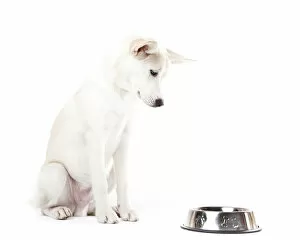 Mixed-breed dog looking at a feed bowl