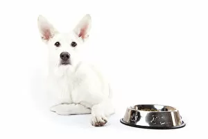 Mixed-breed dog lying beside a feed bowl
