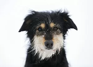 Mixed-breed dog, Old German Shepherd x Dachshund, portrait in snow, Satteldorf, Hohenlohe, Baden-Wurttemberg, Germany