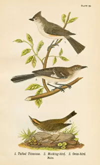 Images Dated 19th May 2017: Mocking bird lithograph 1890