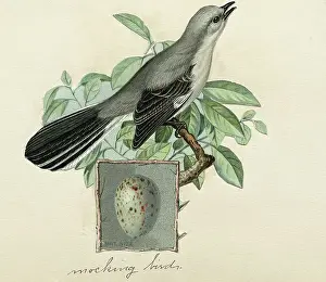 Bpa2 Prints: Mockingbird With An Egg Inset
