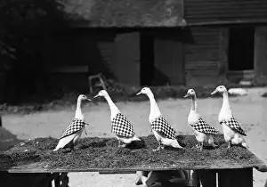 Model Ducks