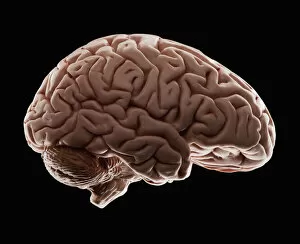 Anatomical Model Collection: Model of human brain, studio shot
