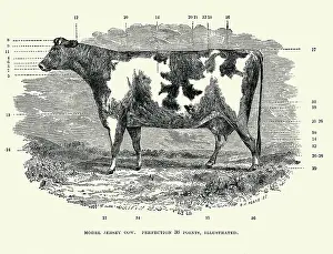Jersey Prints: Model Jersey Cow