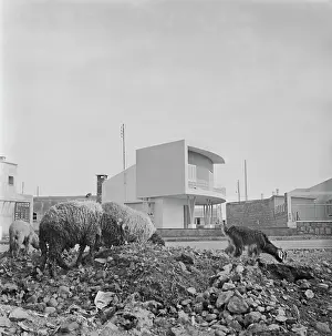 Huty33006 Prints: Modern Housing In Morocco, 1954