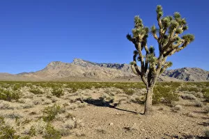 Mojave desert with Joshua tree -Yucca brevifolia-, Virgin Mountains, Nevada, USA, North America