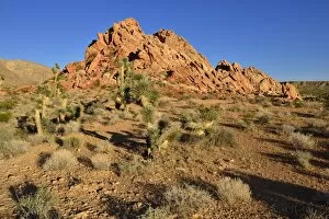Mojave desert with Joshua trees -Yucca brevifolia-, Whitney Pockets, Virgin Mountains, Nevada, USA, North America