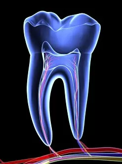 Molar tooth