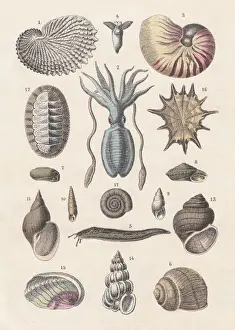 Mollusca, hand-coloured lithograph, published 1880