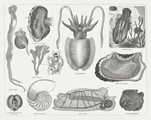 Images Dated 10th June 2015: Mollusca, wood engravings, published in 1877