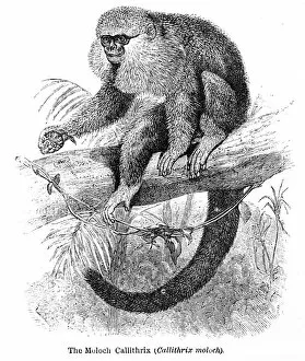 Images Dated 15th April 2017: Moloch monkey engraving 1878