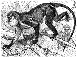 Grayscale Prints: Mona monkey (Cercopithecus mona)