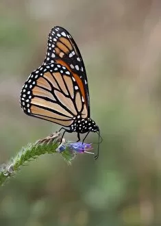 Images Dated 31st July 2011: Monarch Butterfly