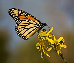 Monarch Butterfly (Danaus plexippus) Gallery: Monarch Butterfly Atop Wingstem Flowers