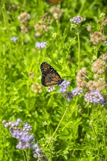 Monarch Butterfly (Danaus plexippus) Gallery: Monarch butterfly on Buttonbush flower, Austin, Texas, USA