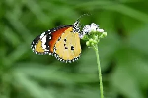 Pollination Gallery: A monarch butterfly, Danaus plexippus