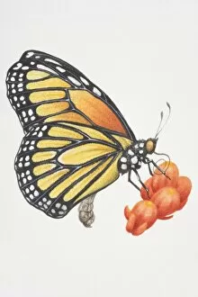 Pollination Gallery: Monarch butterfly (Danaus plexippus), female feeding on nectar using proboscis