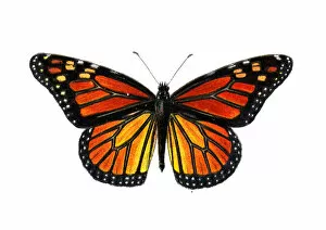 Colourful Butterflies Gallery: Monarch butterfly, Danaus plexippus, Insects, Wildlife illustration art