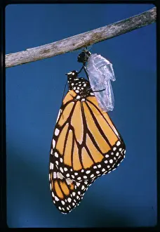 Pupa Prints: Monarch Butterfly Emerging from Cocoon