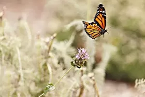 Butterfly Insect Gallery: Monarch butterfly in flight